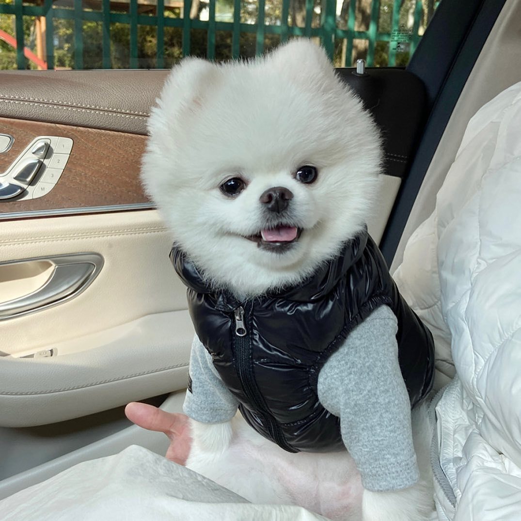 Pawda Dog Cat  Down Vest